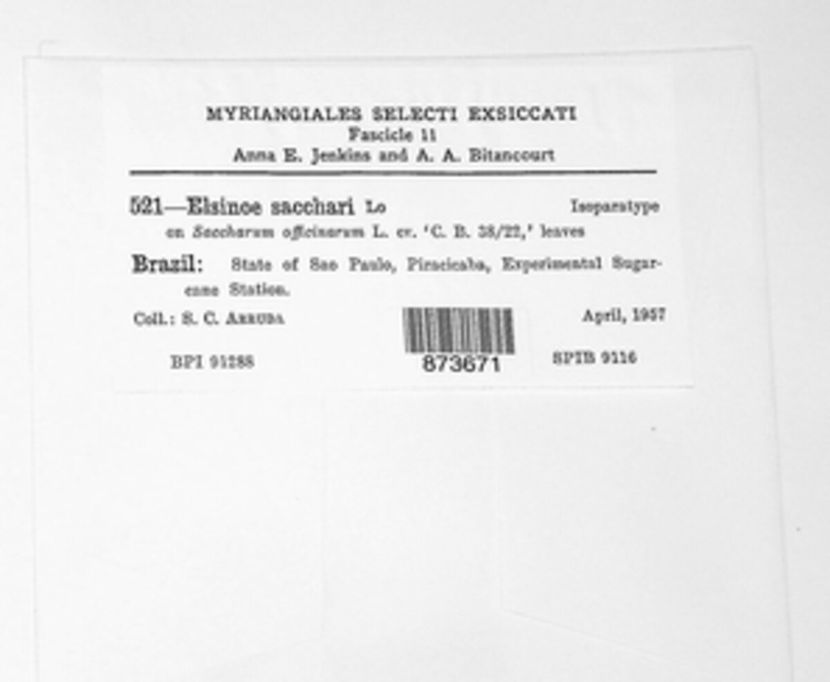 Elsinoe sacchari image
